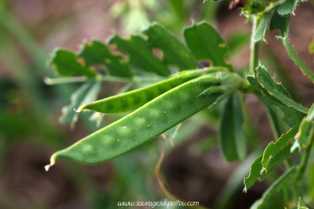 Vicia sativa, Vesce cultivée, Montamisé (86)