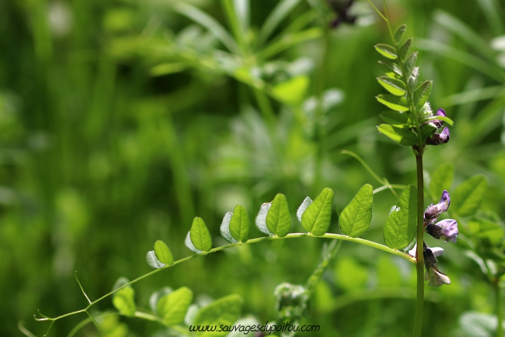 Vicia sepium, Vesce des haies, Béceleuf (79)