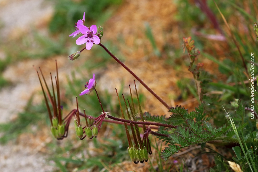 Erodium cicutarium, Bec de grue, Brenne (36)