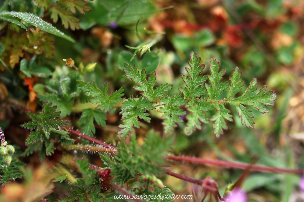 Erodium cicutarium, Érodium à feuilles de ciguë, Brenne (36)