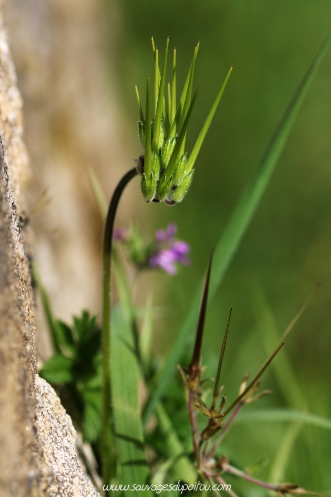 Erodium moschatum, Bec-de-grue musqué, Poitiers le Porteau