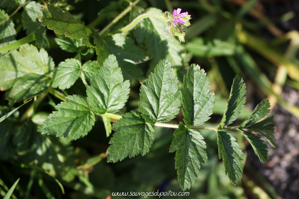 Erodium moschatum, Bec-de-grue musqué, Poitiers gare