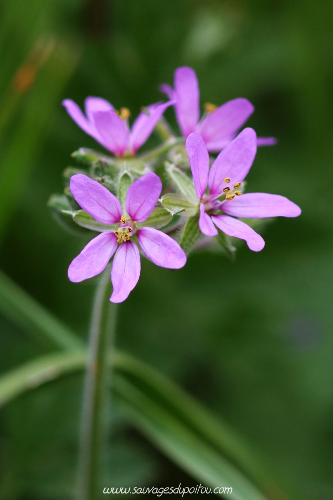 Erodium moschatum, Bec-de-grue musqué, Angles-sur-l'Anglin (36)