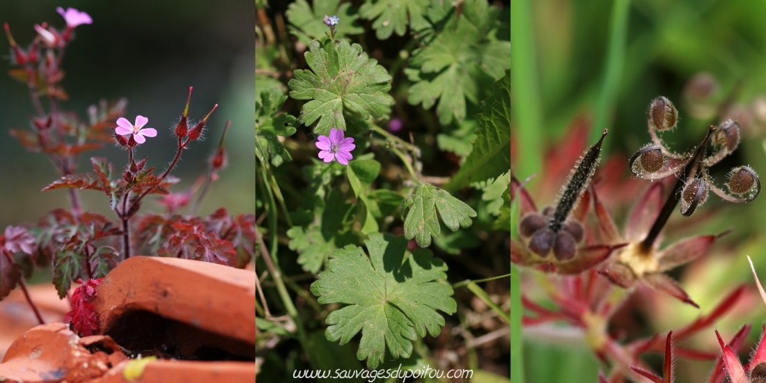 Geranium robertianum, Geranium molle et Geranium dissectum