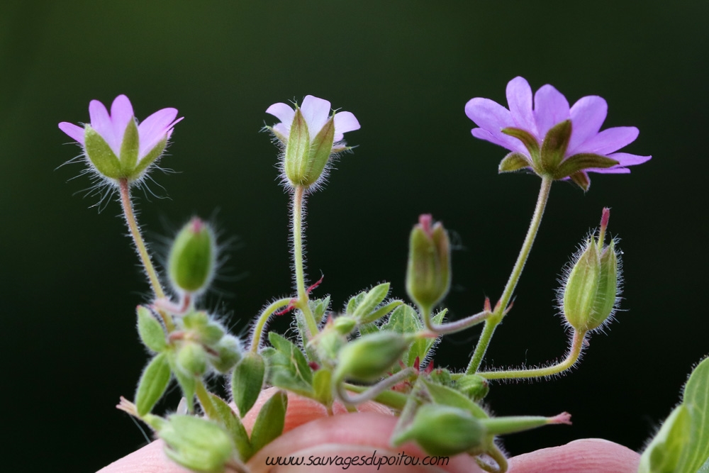 Geranium molle, Geranium rotundifolium et  Geranium pyrenaicum, Poitiers quartier Chilvert