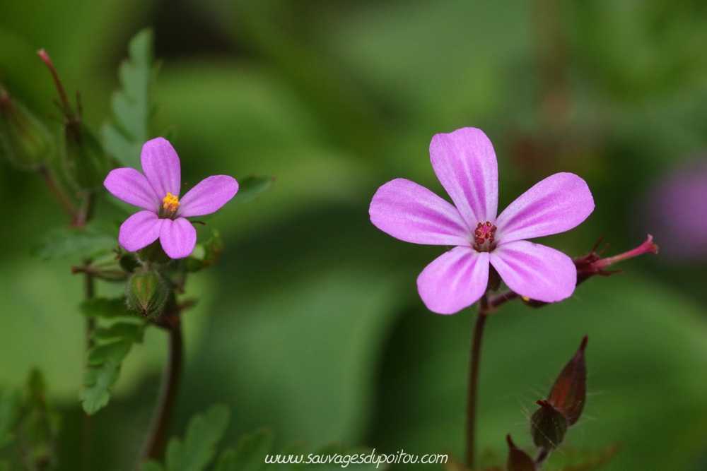 Geranium purpureum versus Geranium robertianum, Poitiers quartier Chilvert