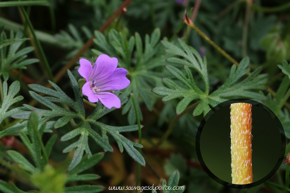 Geranium columbinum, Géranium colombin, Biard (86)