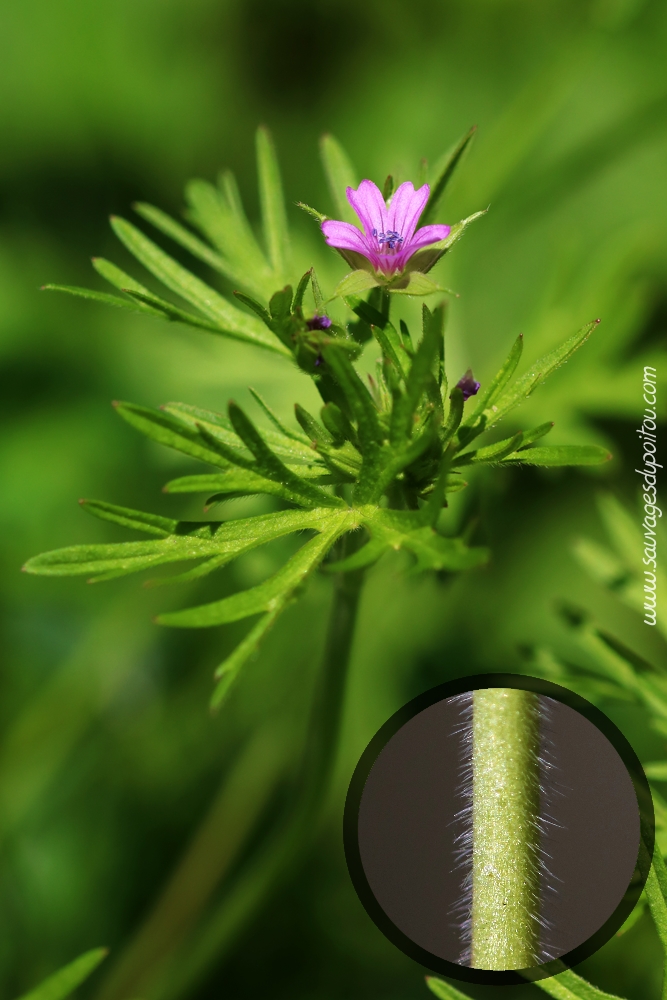 Geranium dissectum, Géranium découpé, Poitiers bords de Clain