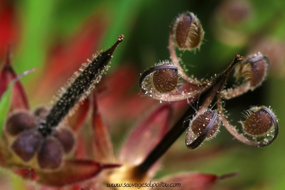 Geranium dissectum, Géranium découpé, Vouneuil-sous-Biard (86)
