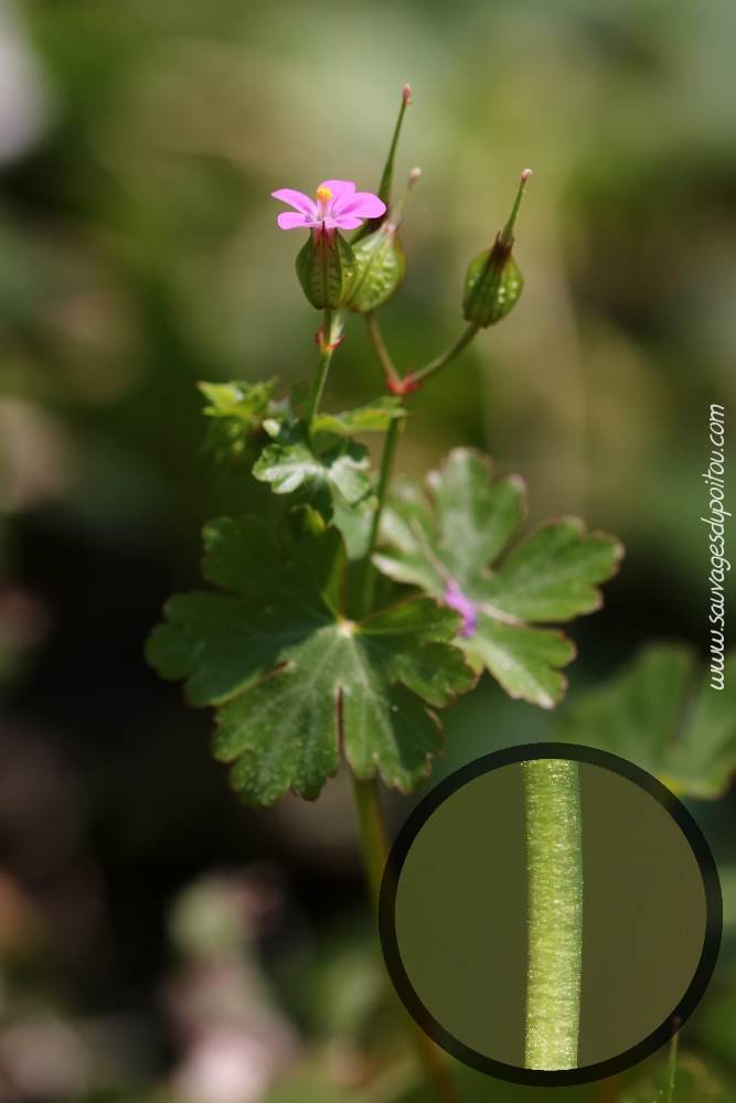 Geranium lucidumn Géranium luisant, Angles-sur-l'Anglin (86)