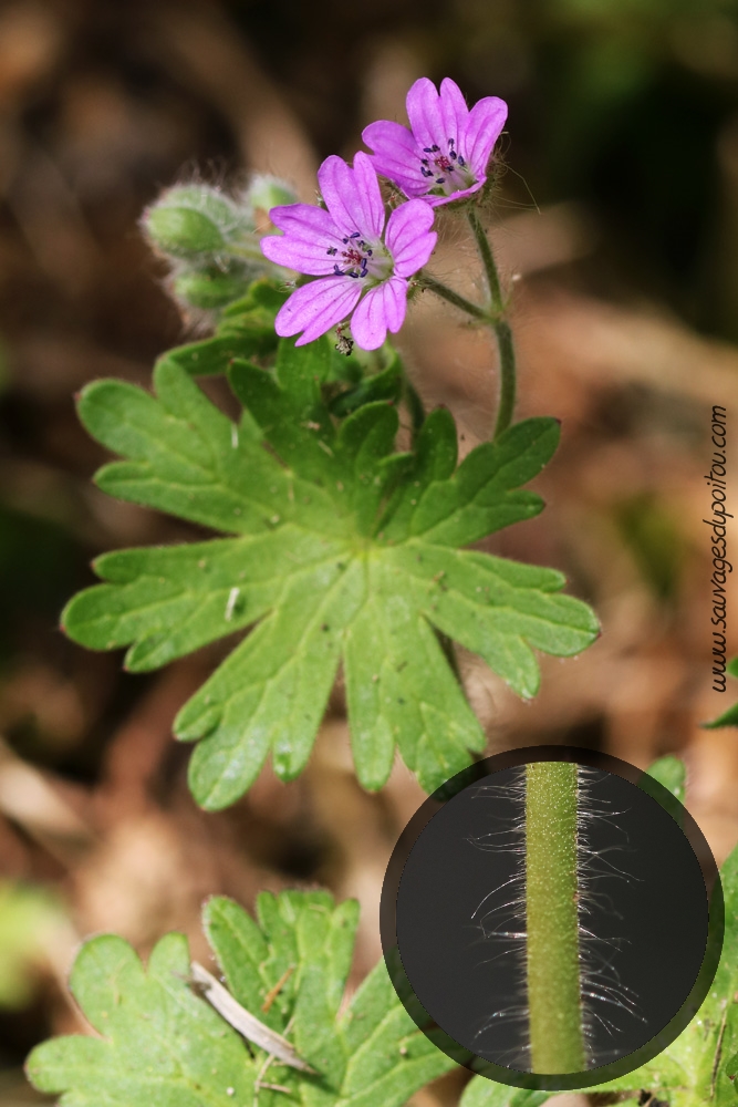 Geranium molle, Géranium mou, Poitiers porte de Paris