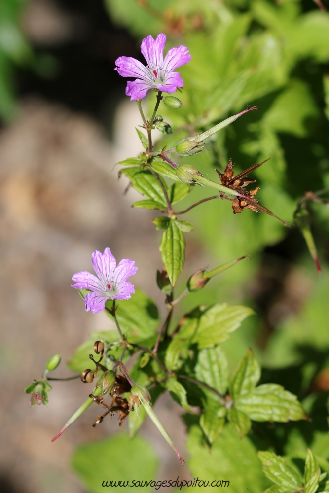 Geranium nodosum, Géranium noueux, Lyon (69)