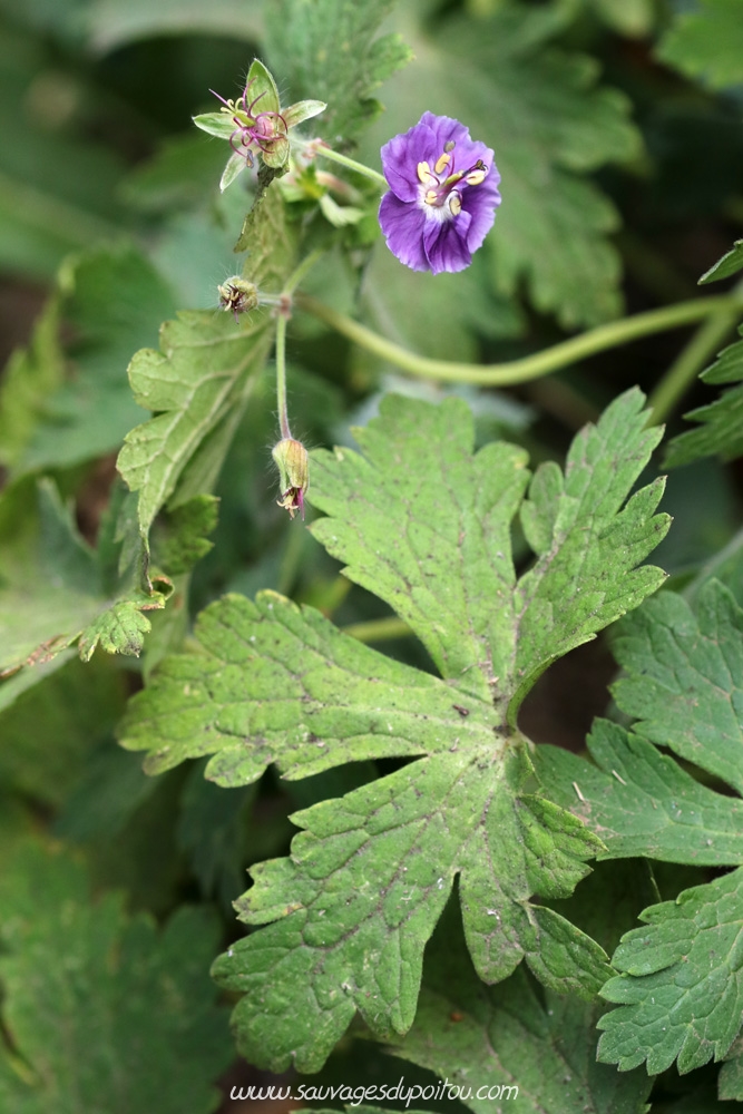 Geranium phaeum, Géranium brun, Salilhès (15)