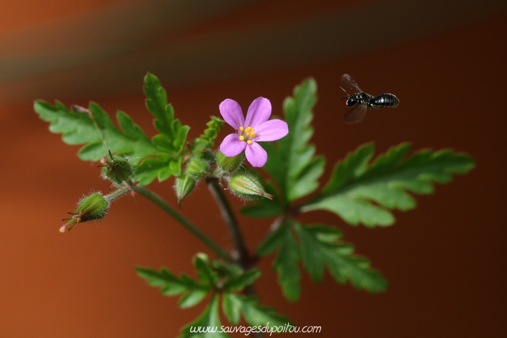 Geranium purpureum, Géranium pourpre, Poitiers quartier Chilvert