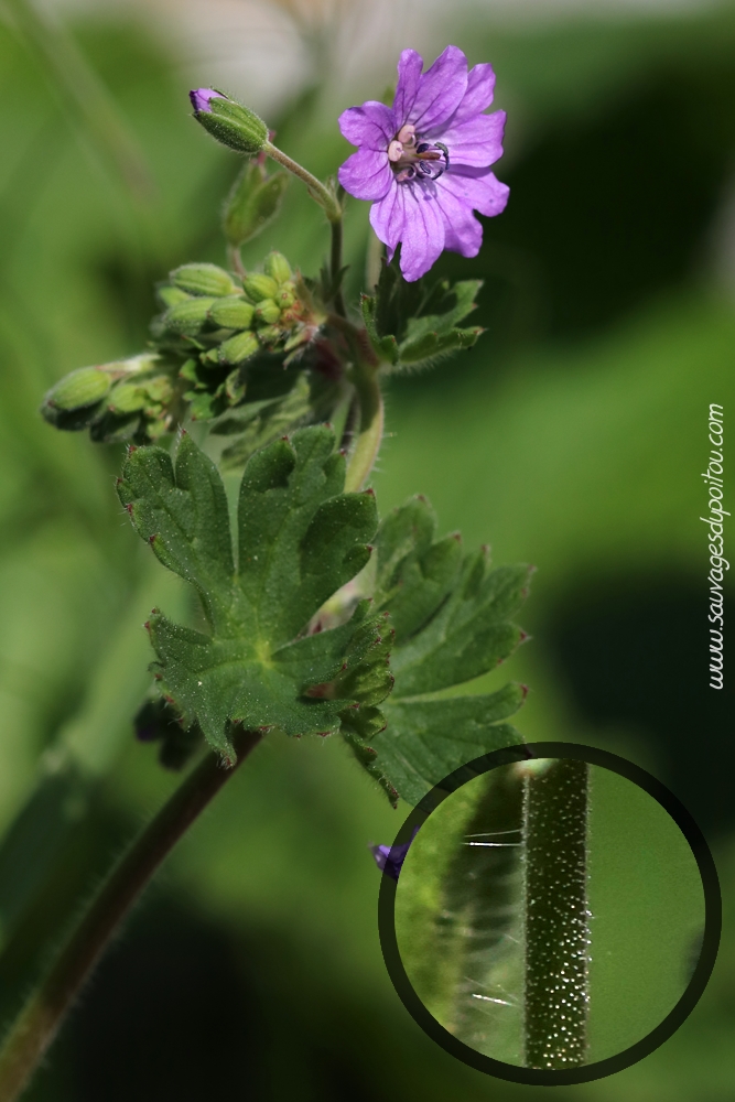 Geranium pyrenaicum, Géranium des Pyrénées, Angles-sur-l'Anglin (86)