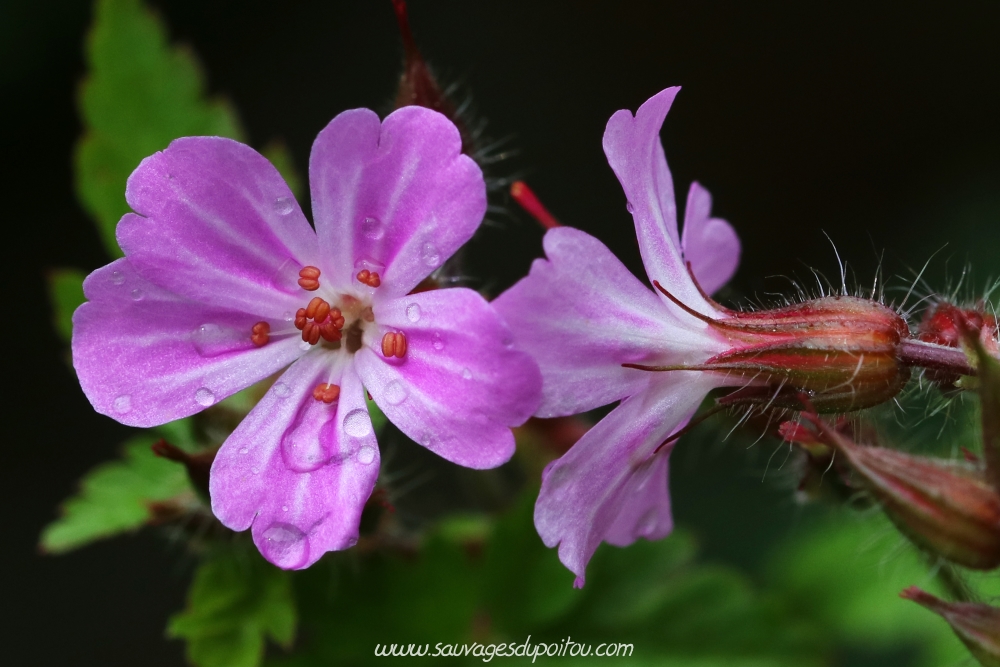 Geranium robertianum, Herbe à Robert, Poitiers bords de Boivre