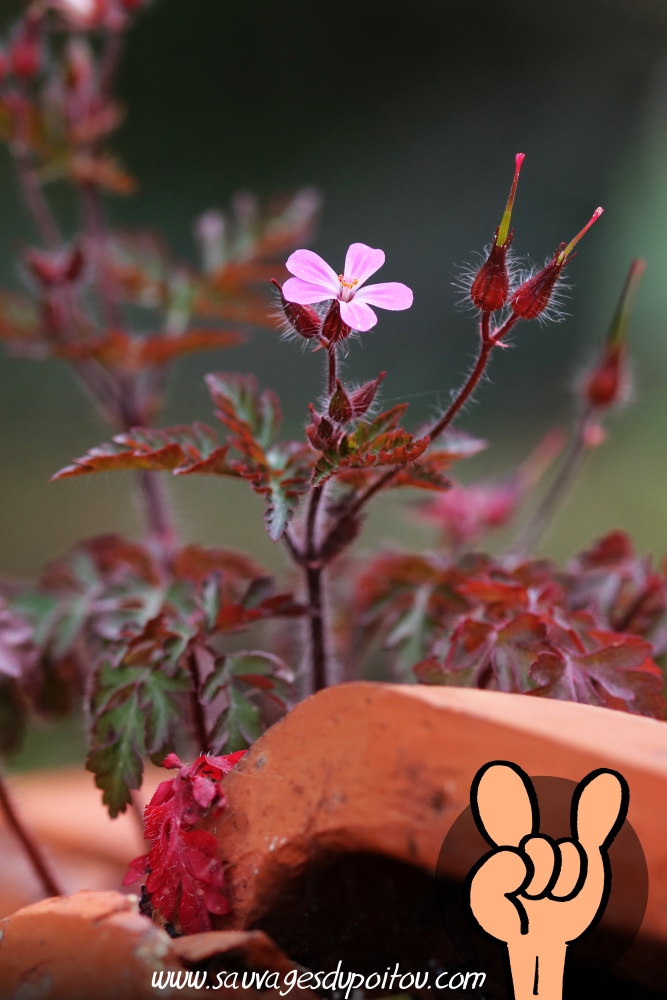 Geranium robertianum, Herbe à Robert, Poitiers bords de Boivre