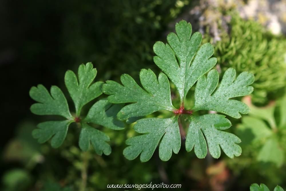 Geranium robertianum, Herbe à Robert, Poitiers bords de Boivre