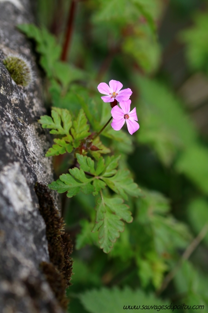 Geranium robertianum, Herbe à Robert, Poitiers bords de Boivre