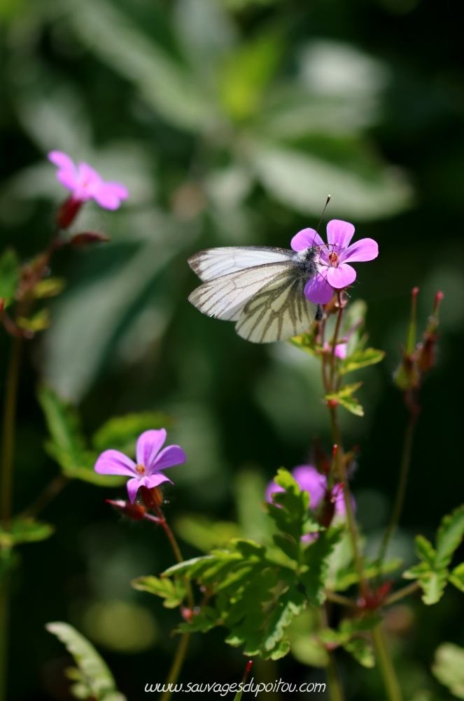 Pieris napi sur Geranium robertianum, Poitiers bords de Clain