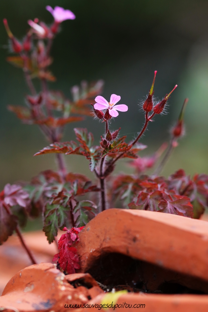 Geranium robertianum, Herbe-à-Robert, Poitiers bords de Boivre