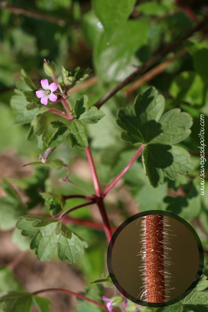 Geranium rotundifolium, Géranium à feuilles rondes, Poitiers sous Blossac