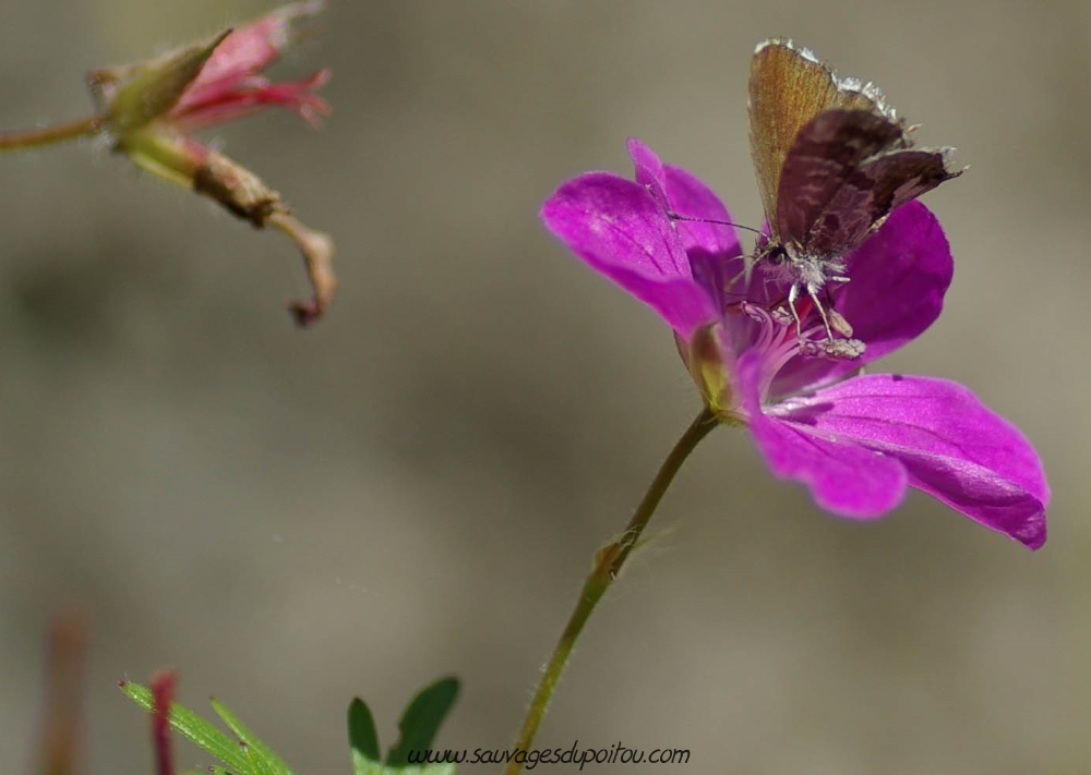 Cacyreus marshalli sur Geranium sanguineum, Poitiers rochers du Porteau (crédit photo: Olivier Pouvreau)
