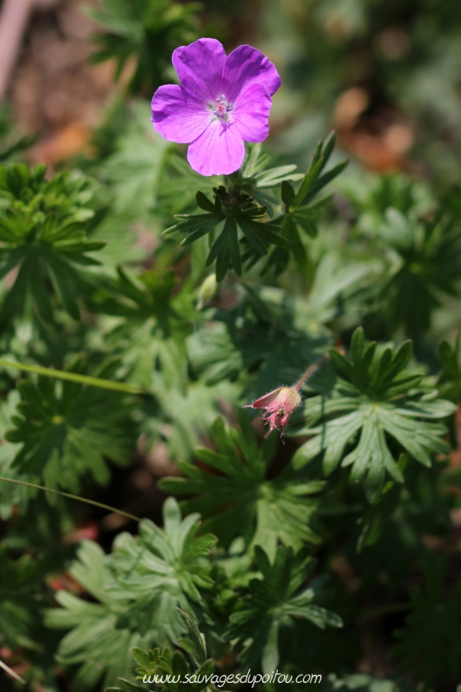 Geranium sanguineum, Géranium sanguin, Poitiers Rochers du Porteau