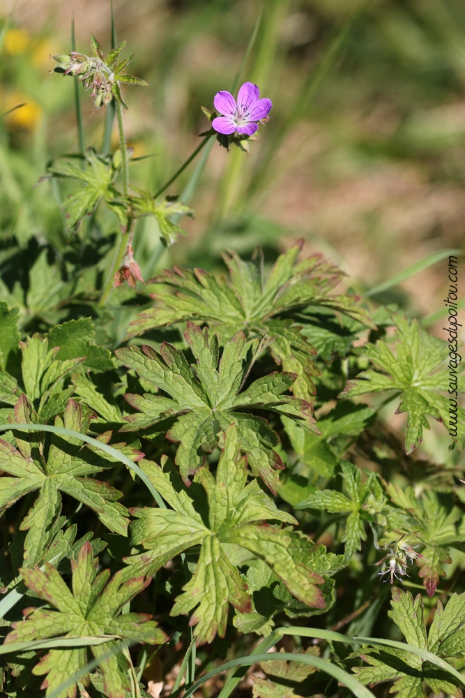 Geranium sylvaticum, Géranium des bois, Salilhès (15)