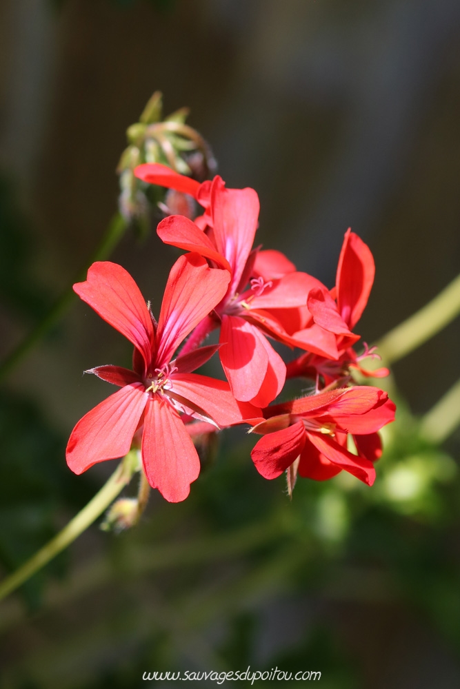 Pelargonium sp, Rochechouart (87)