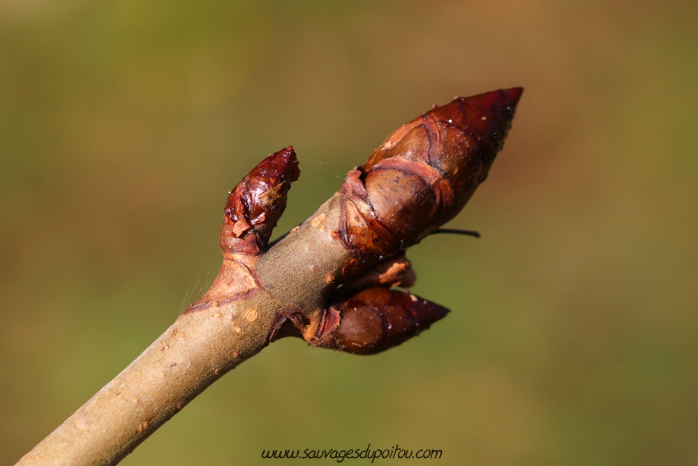 Aesculus hippocastanum, Marronnier d’Inde, Poitiers bords de Boivre