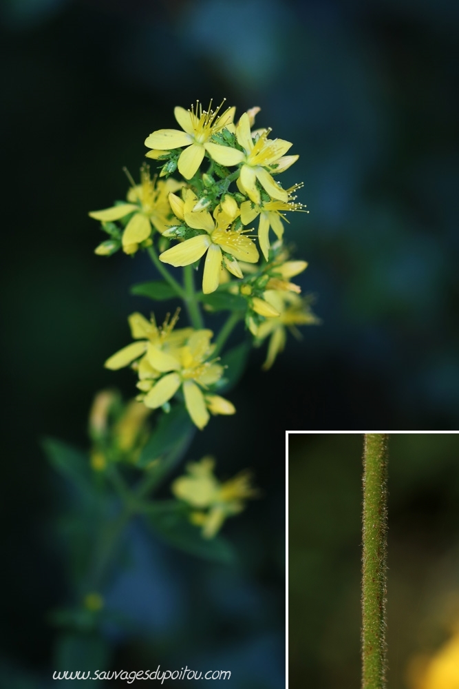 Hypericum hirstutum, Millepertuis hérissé, Poitiers bords de Boivre