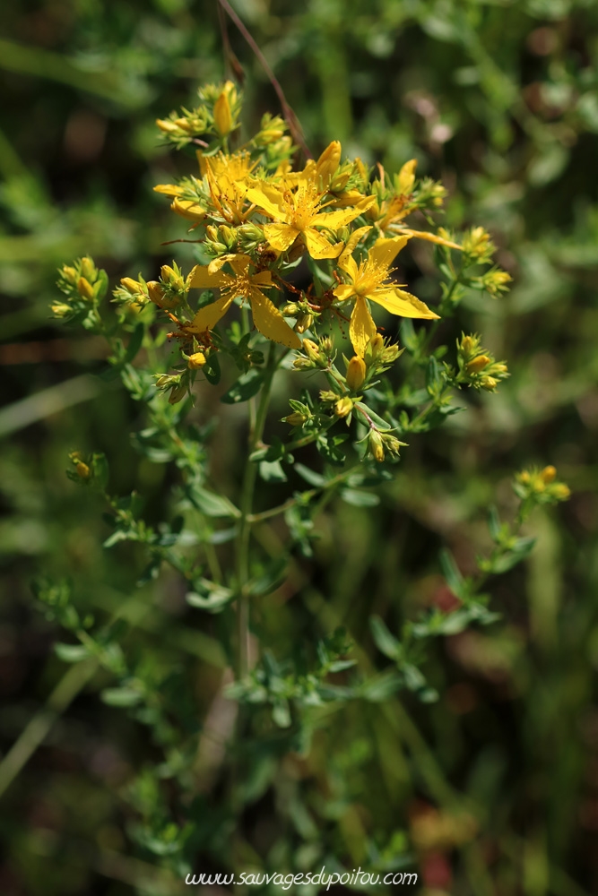 Hypericum perforatum, Millepertuis perforé, Poitiers bords de Boivre