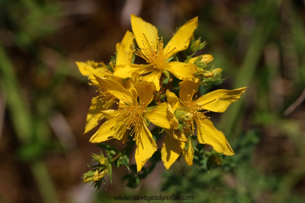 Hypericum perforatum, Millepertuis perforé, Poitiers Chilvert