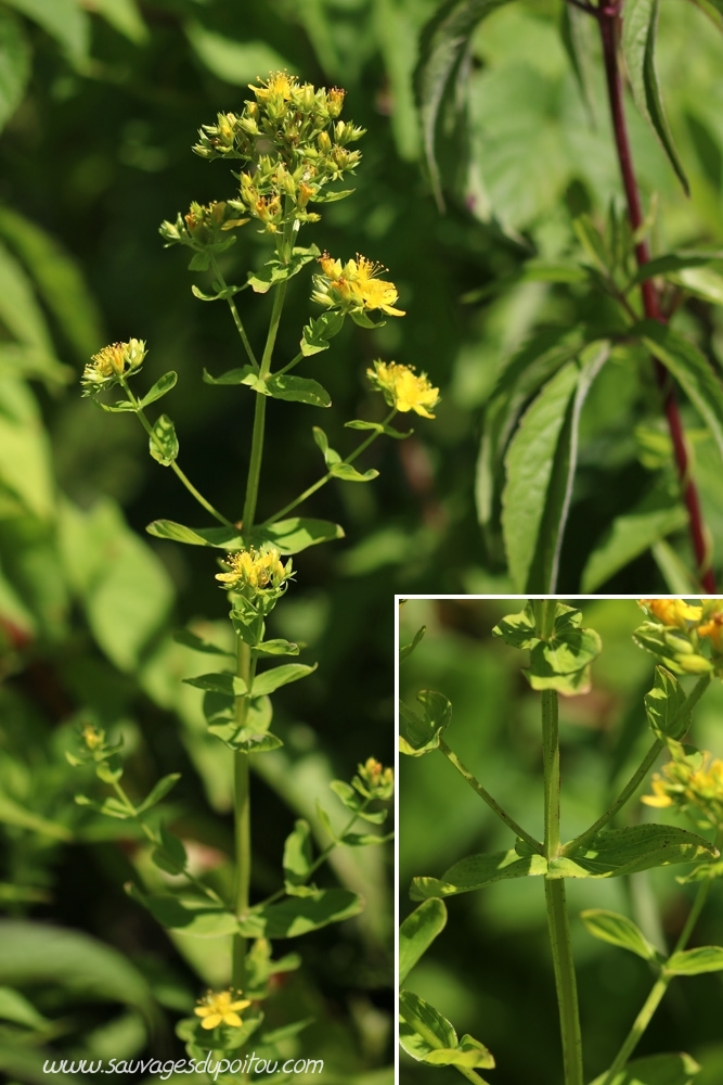 Hypericum tetrapterum, Millepertuis à quatre ailes, Poitiers bords de Clain
