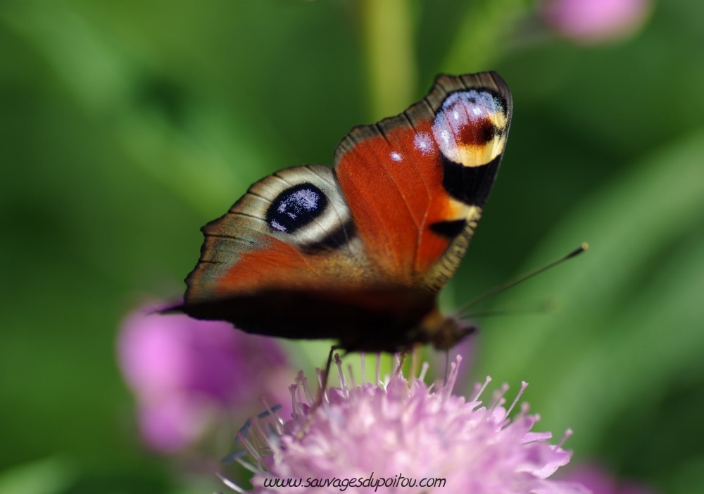 Aglais io, Paon du jour, Puy-de-Dôme (crédit photo: Olivier Pouvreau)