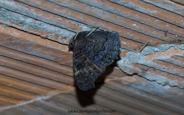 Aglais io, Paon du jour, Vienne (crédit photo: Olivier Pouvreau)