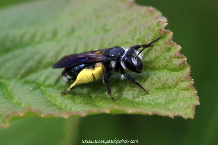 Andrena agilissima, Ensoulesse (86)