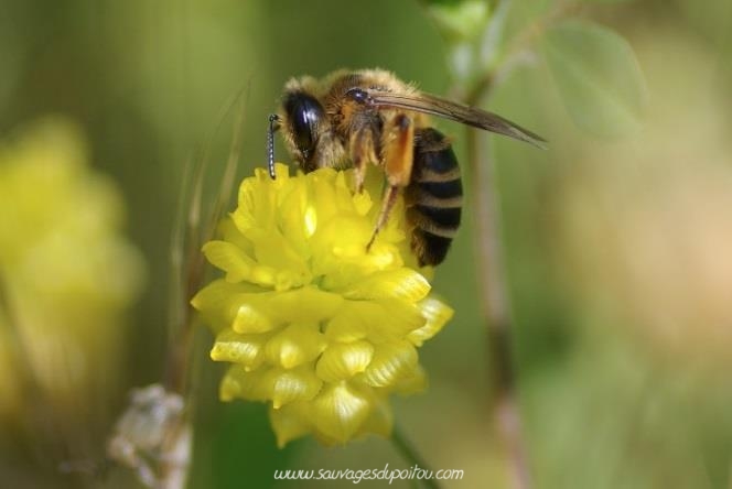 Andrena flavipes, Andrène à pattes jaunes (crédit photo Olivier Pouvreau)