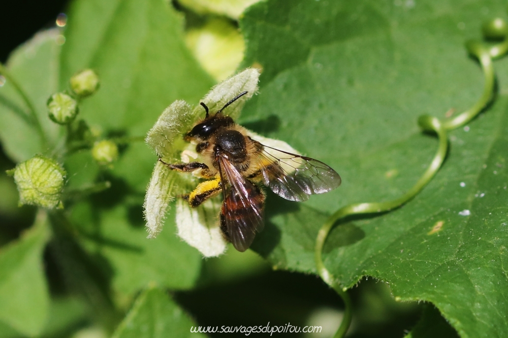 Andrena florea, Andrene de la Bryone, Poitiers quartier gare