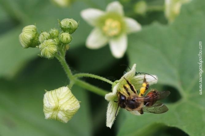Andrena florea, Andrène de la bryone (crédit photo Olivier Pouvreau)