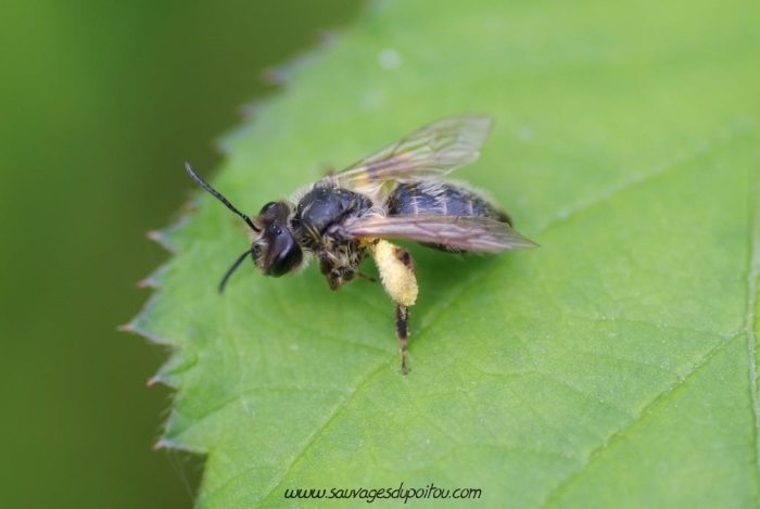 Andrena sp, Andrène (crédit photo Olivier Pouvreau)