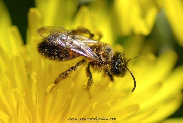 Andrena sp, Andrène (crédit photo Olivier Pouvreau)