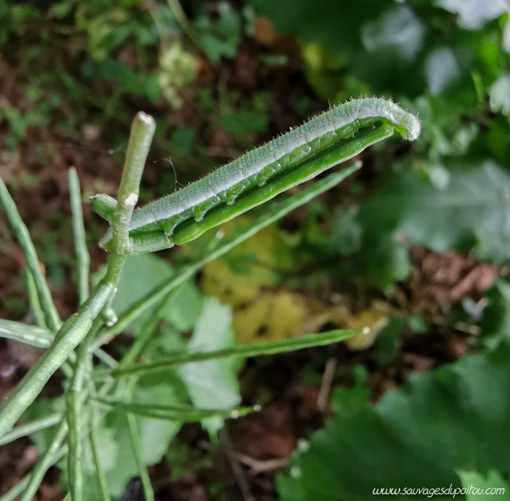 Anthocharis cardamines et Alliaria petiolata, Poitiers (crédit photo: Olivier Pouvreau)