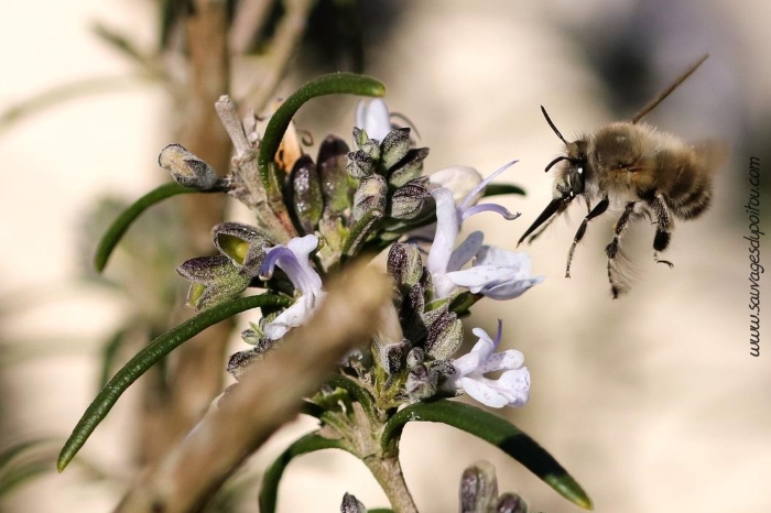 Anthophora plumipes, Anthophore plumeuse, Poitiers quartier Chilvert