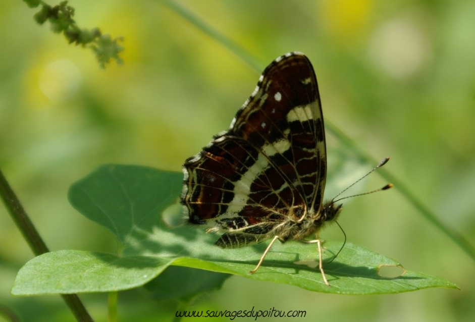 Araschnia levana, Carte géographique, Vienne (crédit photo: Olivier Pouvreau)