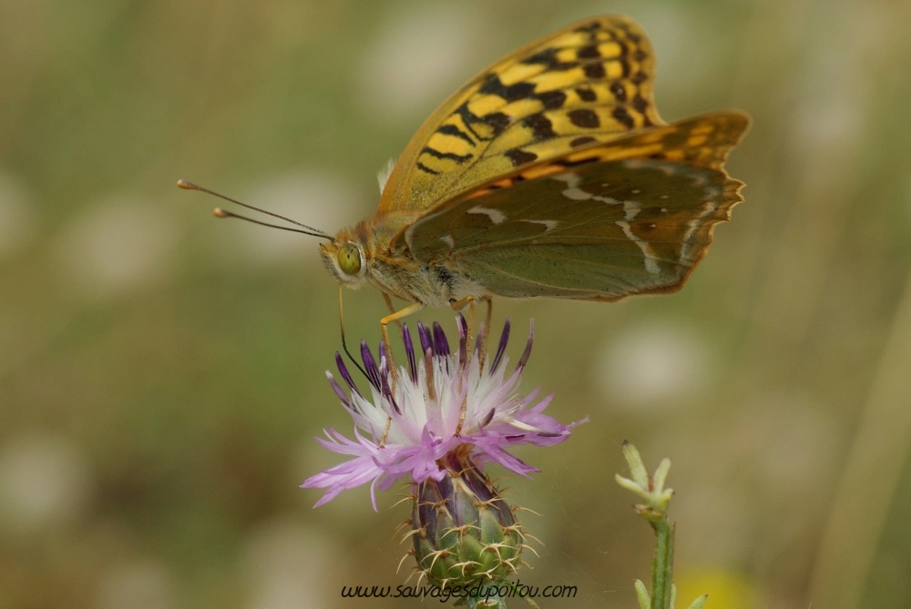 Argynnis pandora et Centaurea aspera (crédit photo: Olivier Pouvreau)