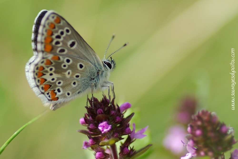 Aricia agestis, Collier de corail (crédit photo Olivier Pouvreau)