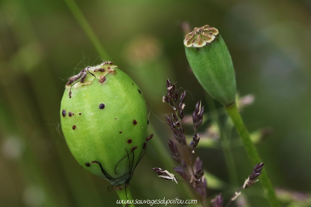 Aylax papaveris sur Papaver dubium, Poitiers quartier gare