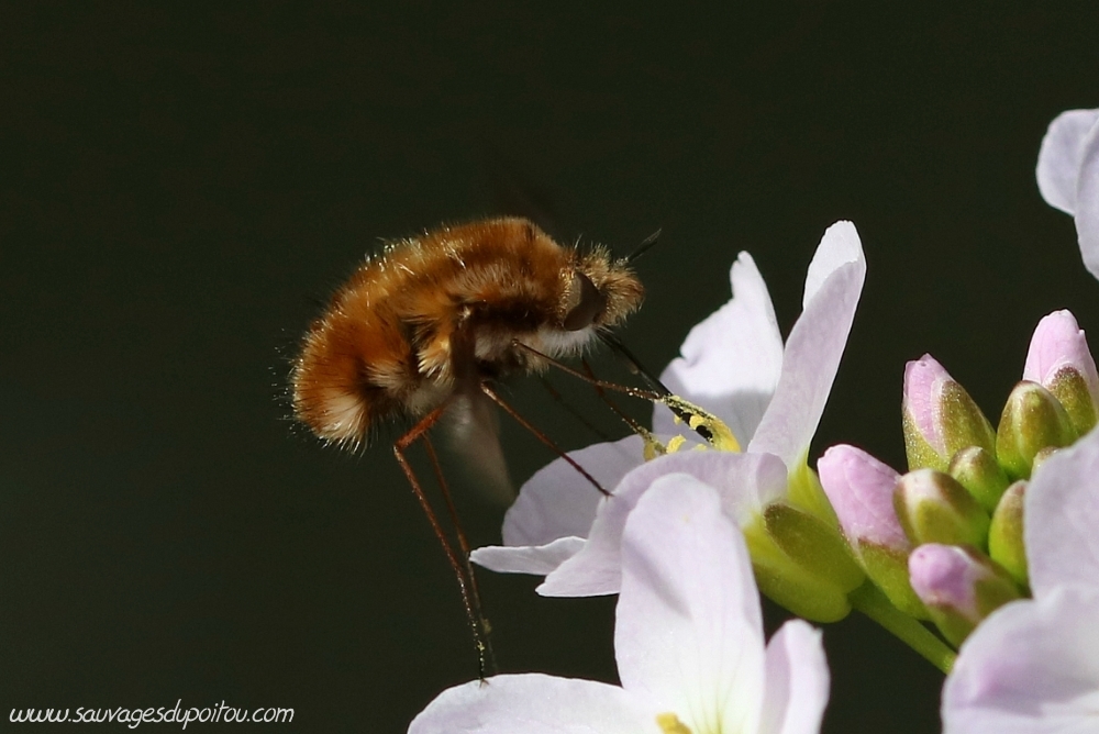 Bombylius major sur Cardamine pratensis, Poitiers bords de Boivre